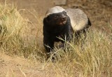 Ratel / Honey Badger