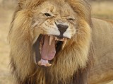 Leeu / Lion