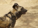 Wildehond / Wild Dog