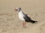Gryskopmeeu / Grey-headed Gull