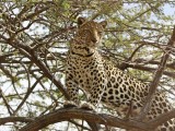 Luiperd / Leopard