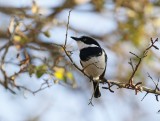 Witliesbosbontrokkie / Chinspot Batis