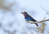 Gewone Troupant / Lilac-breasted Roller