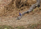 Kuifkopvisvanger / Malachite Kingfisher