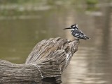 Bontvisvanger / Pied Kingfisher