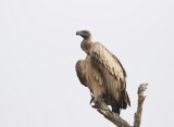 Witrugaasvoël / White-backed Vulture