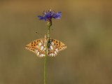 Kleine Parelmoervlinder / Queen of Spain Fritillary