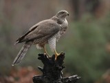 Havik / Northern Goshawk