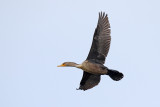 Cormorant in the Clear 