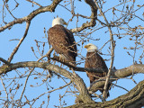 Devoted Couple