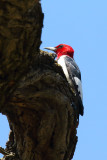 A Head of Red