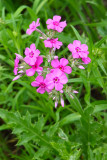 Prairie in Pink