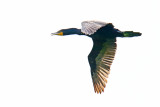 Cormorant Coming Through