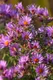 October Wildflowers