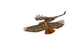 Red-tailed Rendezvous