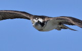 D50_2180_100 Crop.jpg