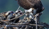 D50_4807_100 crop.jpg