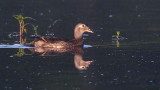 D50_4985.jpg