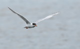 D50_5740.jpg