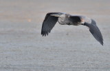 D50_5786.jpg