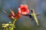D50_6196.jpg