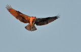 D50_6242.jpg