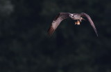 D50_6572.jpg