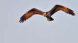 D50_6680.jpg