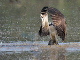 D51_2595.jpg