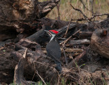 1Pileated-Woodpecker-May-2017.jpg