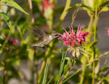 Juvenile-Hummingbird-Aug-5-2017.jpg