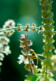 bee on basil