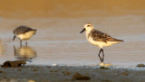 Spoon-billed Sandpiper