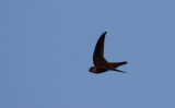 Himalayan Swiftlet