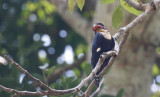 Dusky Broadbill