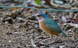 Blue-rumped Pitta