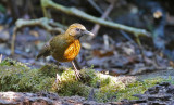 Orange-breasted Laughingthrush