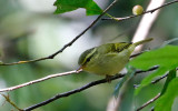 Klosss Leaf Warbler