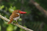 Banded Kingfisher