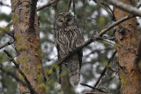 Ural Owl