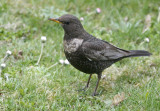 Ouzel Thrush (Ringtrast)