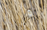 Sedge Warbler