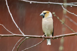 Hawfinch