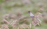 Common Reed Bunting, female