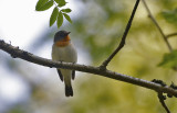 Red-breasted Flycatcher (Mindre flugsnappare)