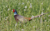 Ring-necked Pheasant