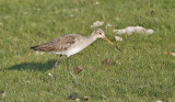 Black-tailed Godwit (Rdspov)