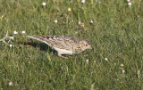 Skylark