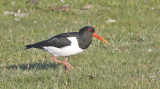 Eurasian Oystercatcher (Strandskata)