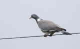 Common Wood Pigeon